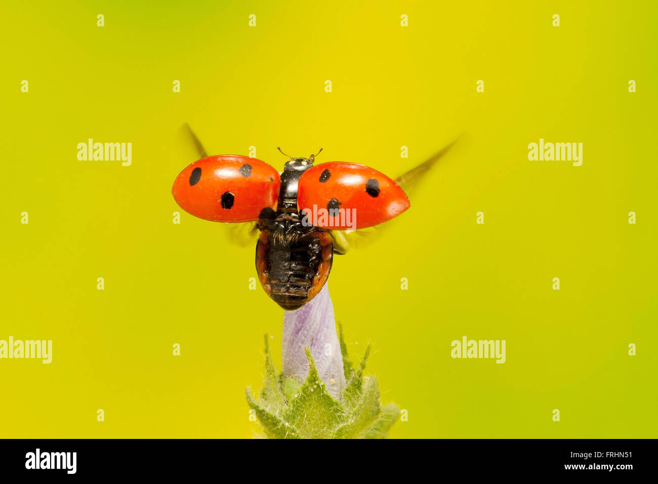 Ladybird flying hires stock photography and images Alamy