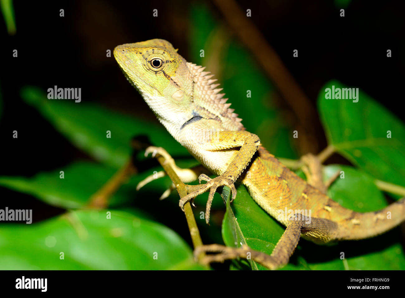 Crested lizard (Acanthosaura spp.) in Ban Nam Di close to Luang Namtha, Laos Stock Photo