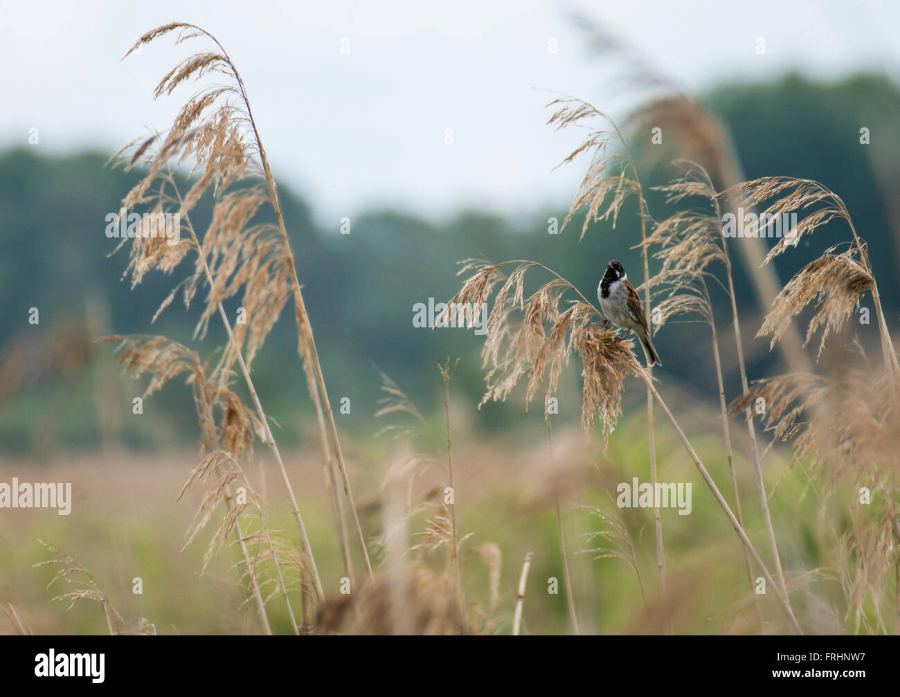 Common Reed Bunting (Emberiza pusilla) Stock Photo