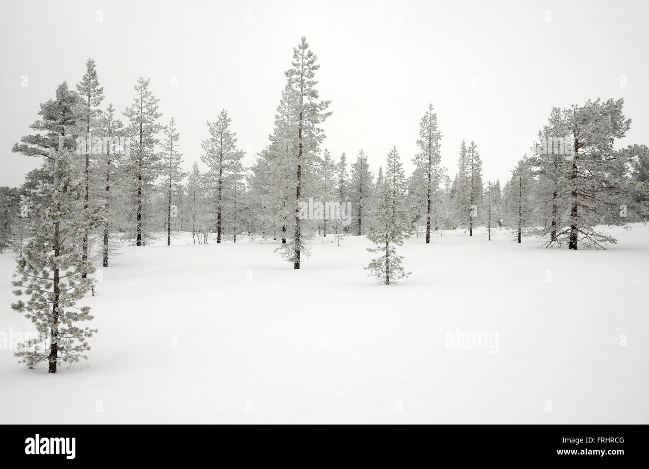 Trees covered fog cold temperature hi-res stock photography and images ...