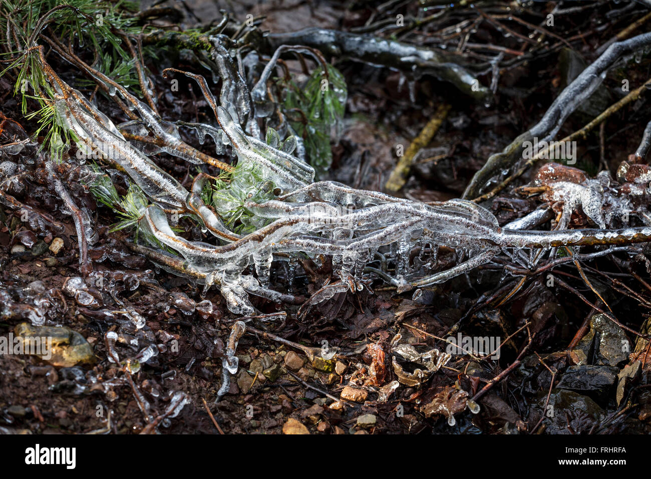 Frozen tree roots in winter Stock Photo Alamy