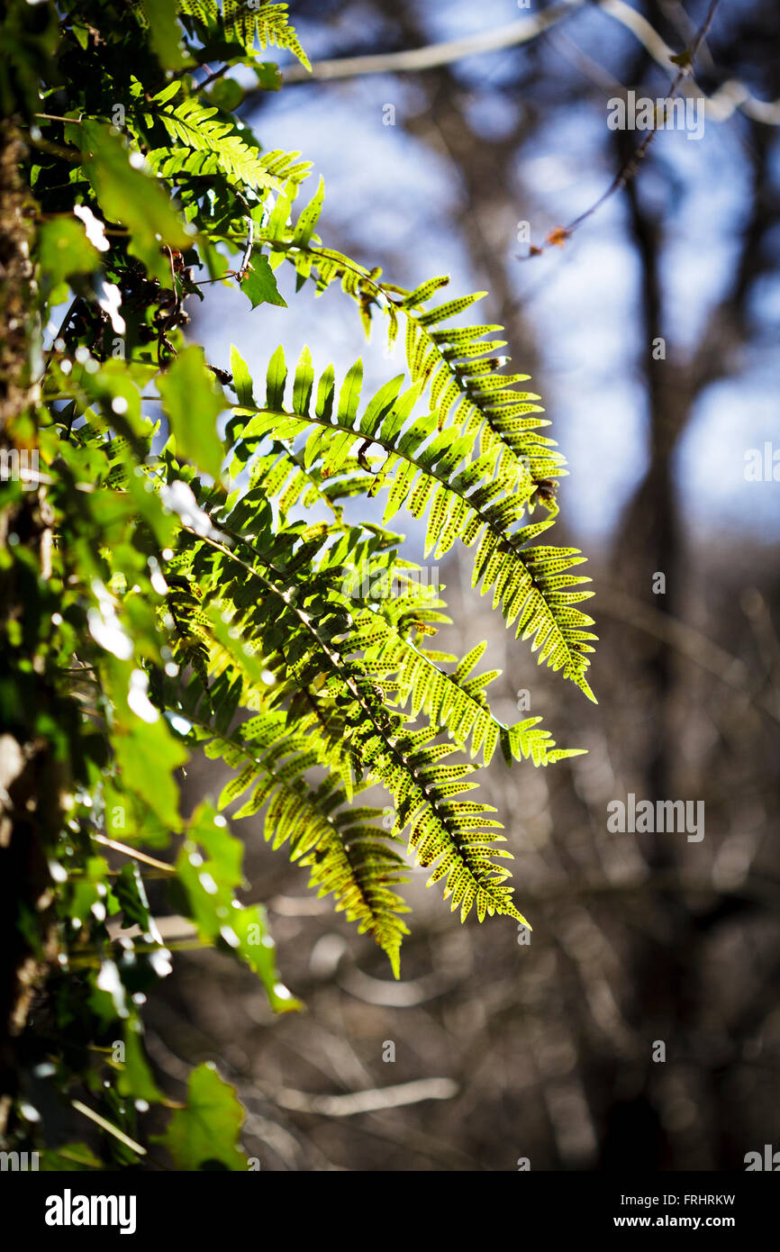 Polypody fern uk hi-res stock photography and images - Alamy