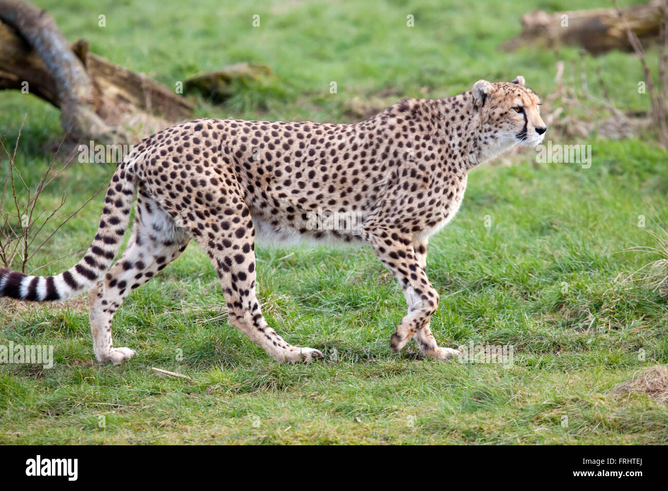 A single Cheetah walking on some grassland Stock Photo - Alamy