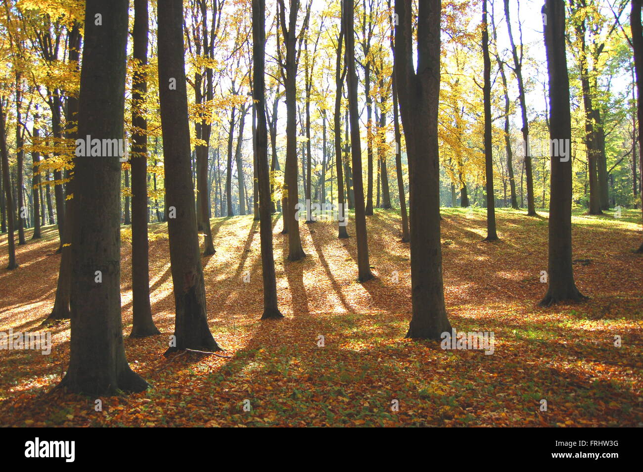 Forest in the autumn Stock Photo - Alamy