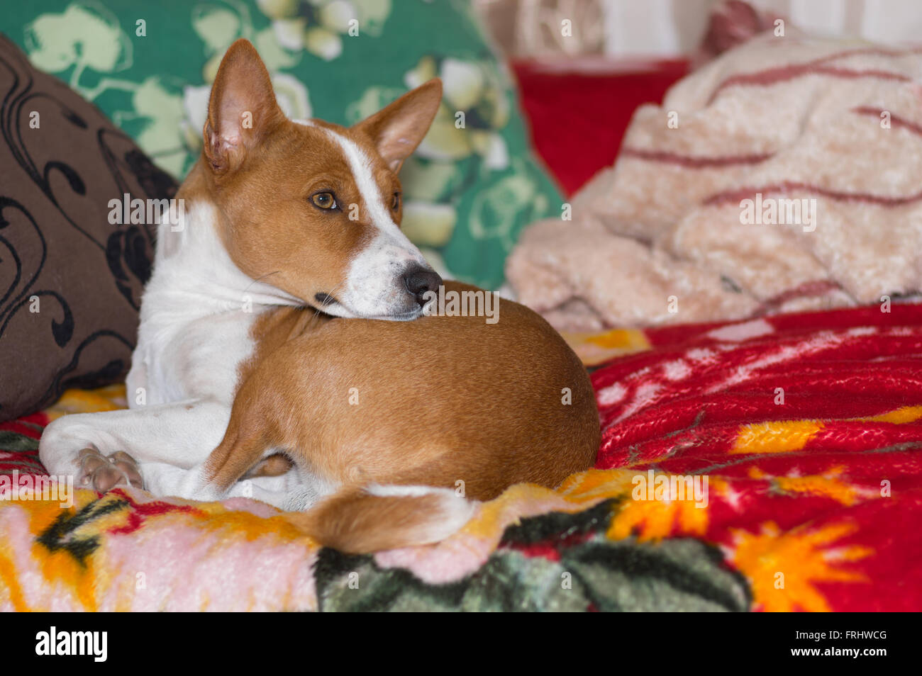 Basenji having rest on a favorite place on sofa Stock Photo - Alamy