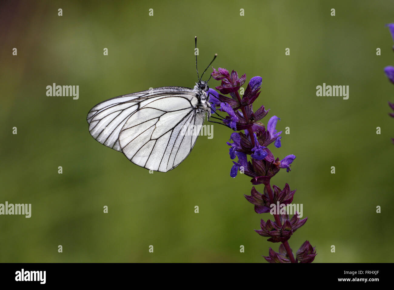 Black-veined White, Aporia crataegi, roosting on purple flower Stock Photo