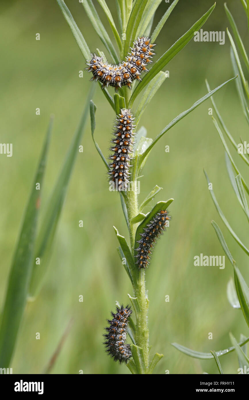 Spotted Fritillary, Melitaea phoebe, caterpillars Stock Photo