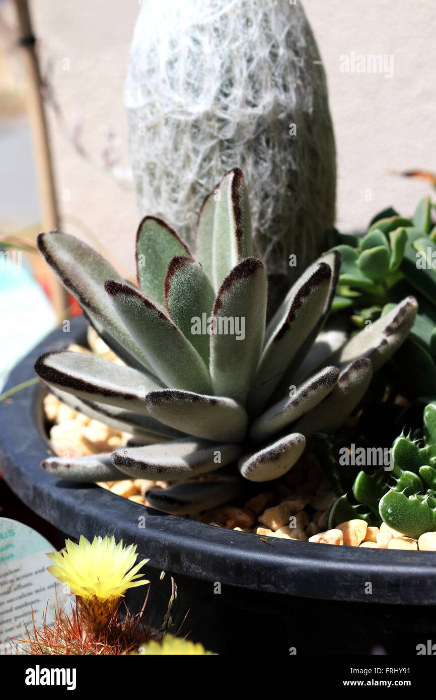 Close up of Kalanchoe tomentosa or also known as Bunny Ears or Rabbit