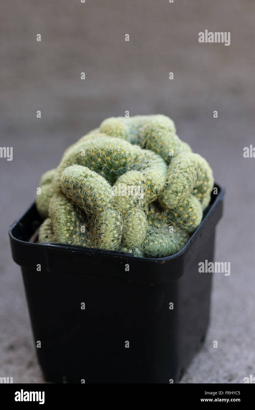 Mammillaria elongata cristata  or known as Brain Cactus Stock Photo