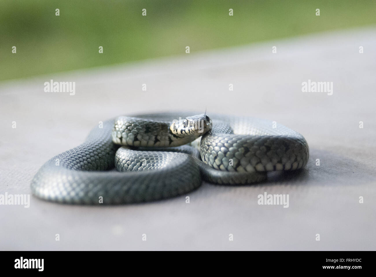 Swamp adder hi-res stock photography and images - Alamy