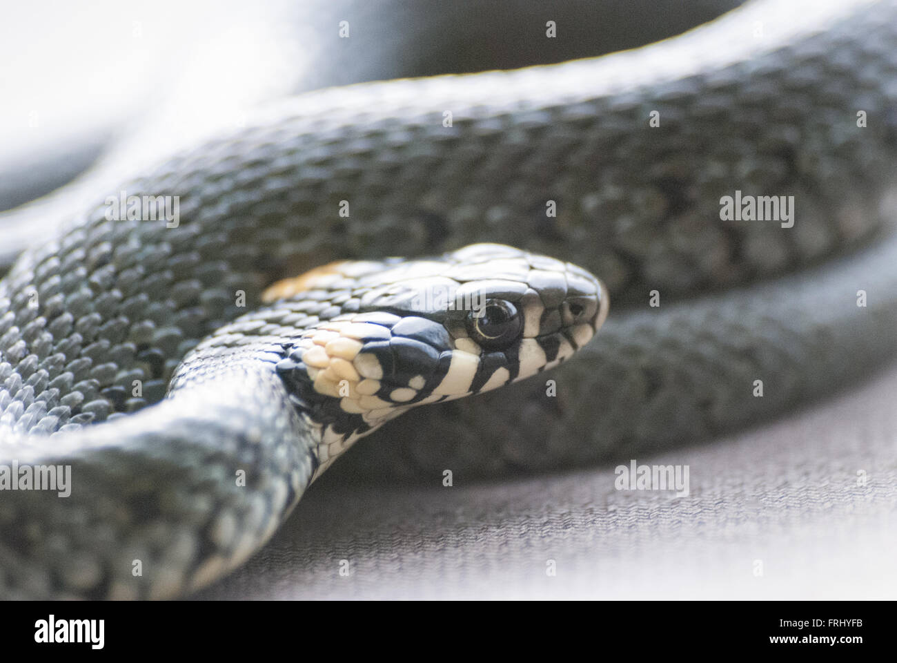 Swamp adder hi-res stock photography and images - Alamy
