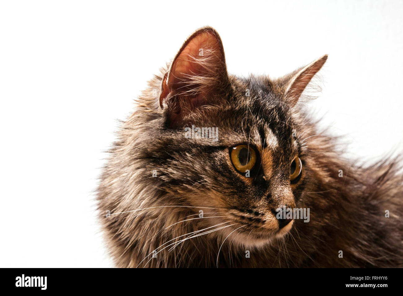 cat face expression Stock Photo Alamy