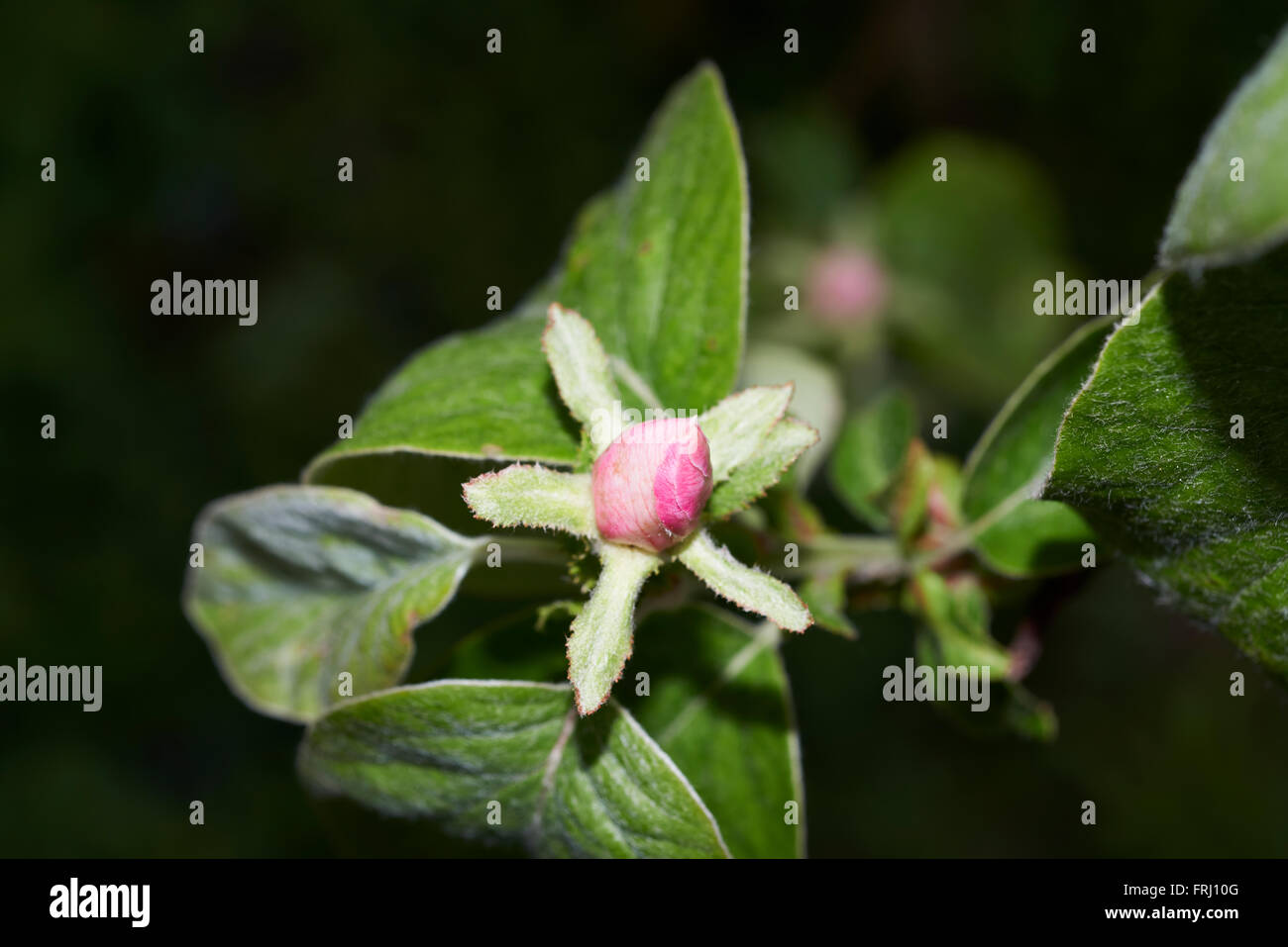 Apple blossom closeup Stock Photo