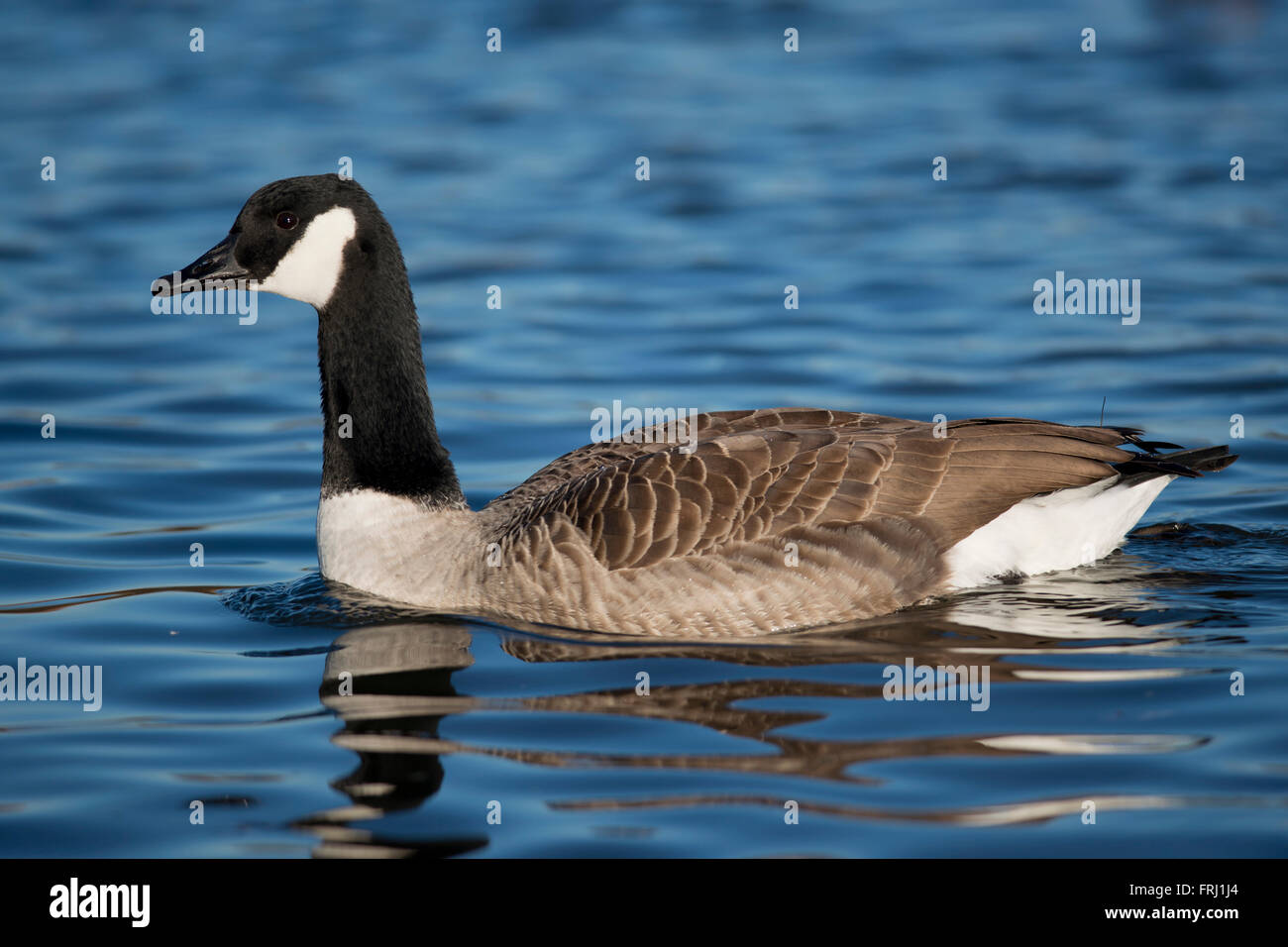 canada goose real name canada goose real name