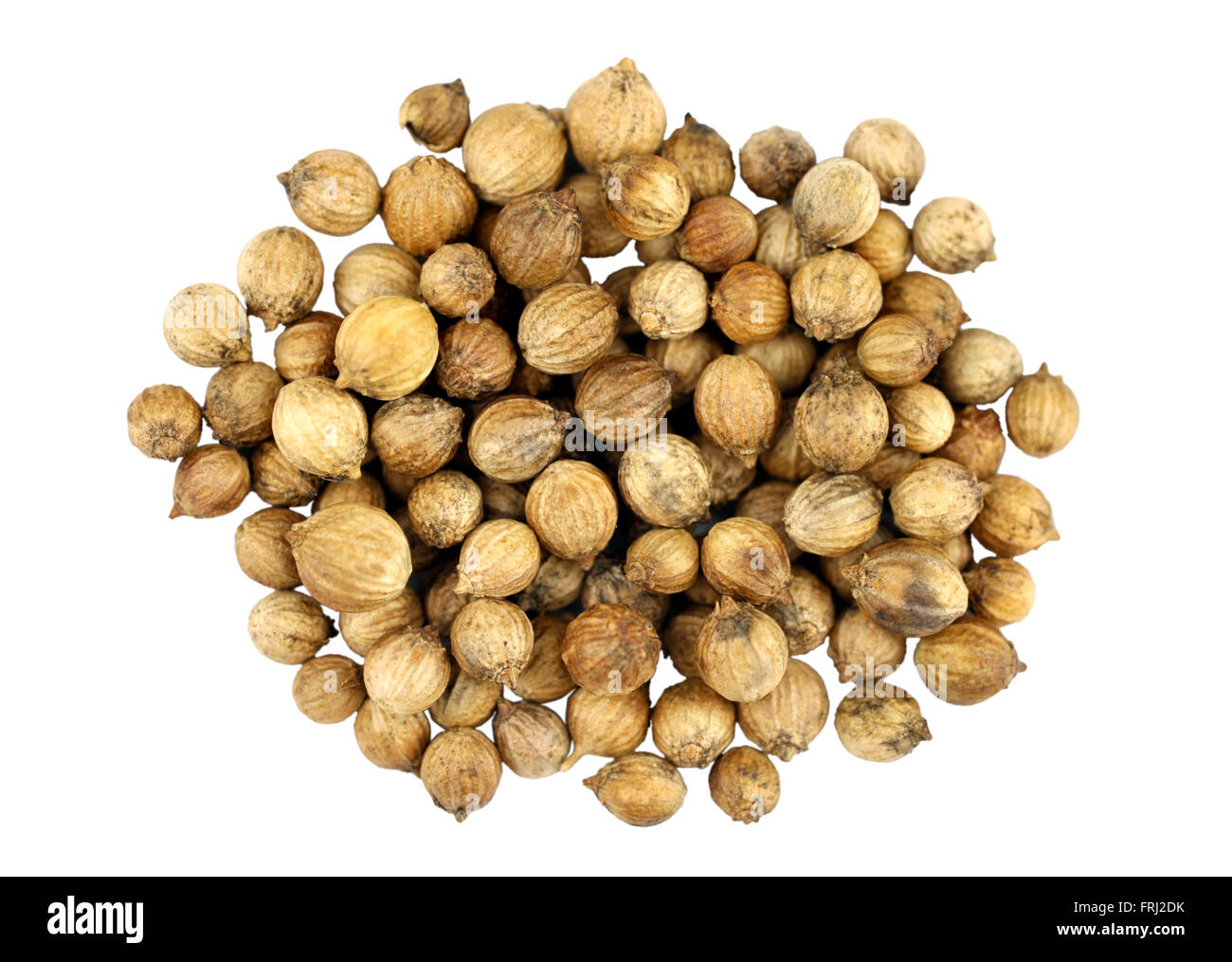 Coriander seeds, coriandrum sativum, also called pak chee, cilantro and