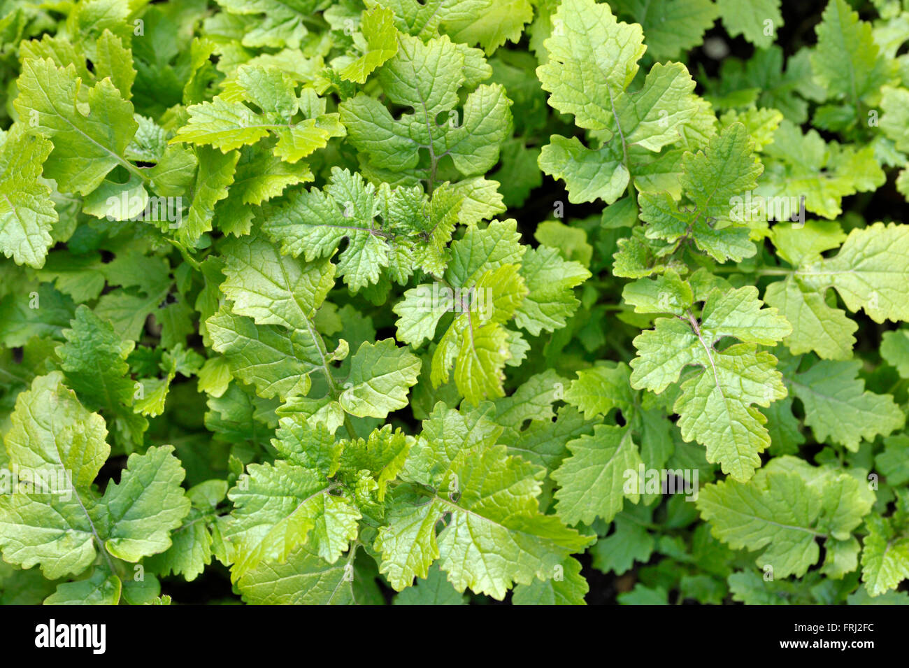 Mustard plants growing, sinapis alba, Brassica Alba or Brassica Hirta, grown for seed or leaves used as a cooking ingredient. Stock Photo