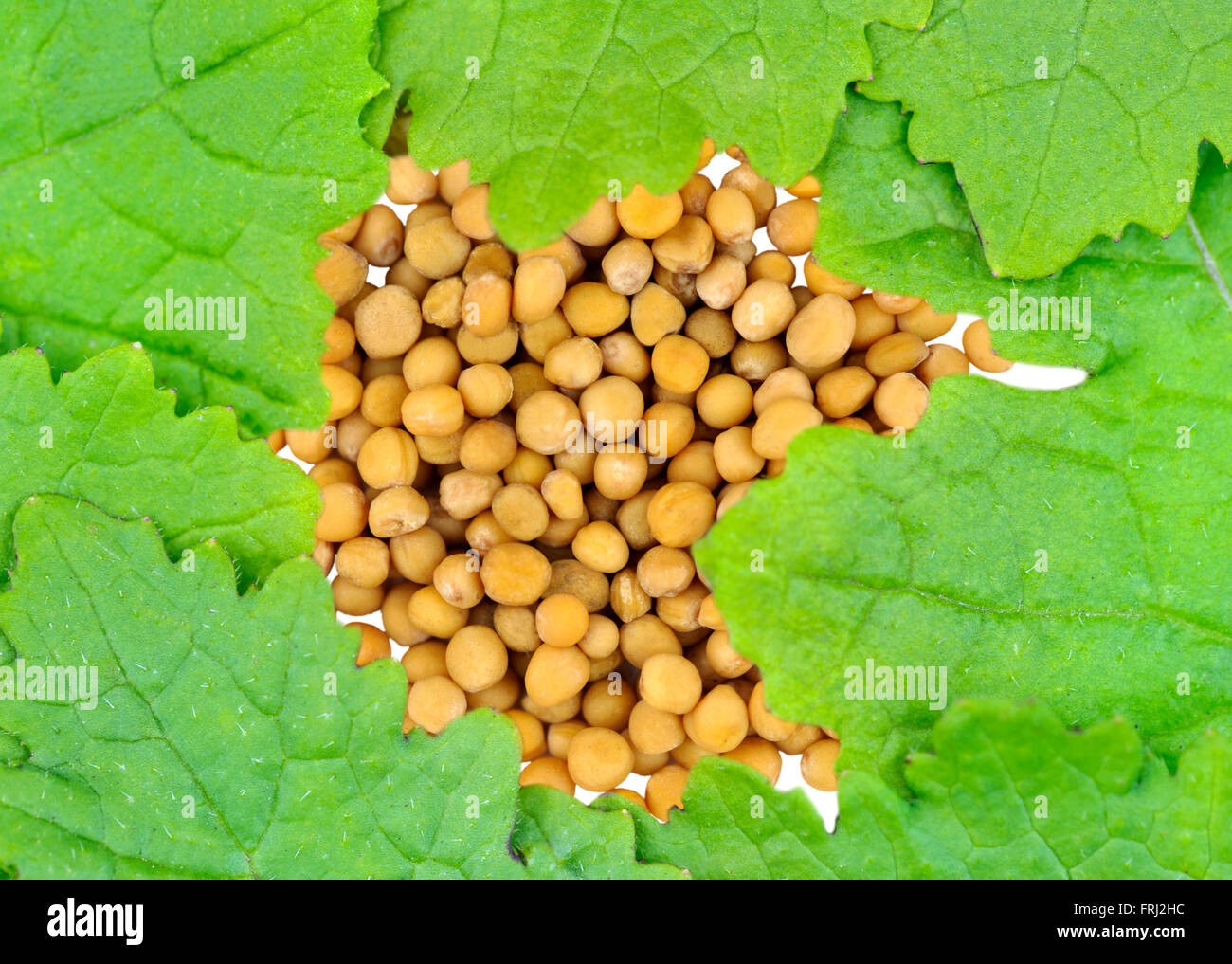 Yellow Mustard seeds and leaves also called White Mustard, Sinapis Alba