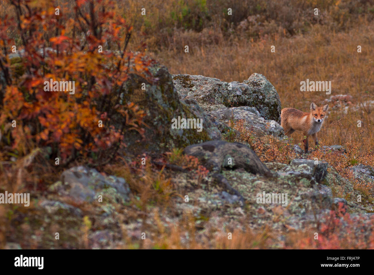 Red fox in taiga Stock Photo Alamy