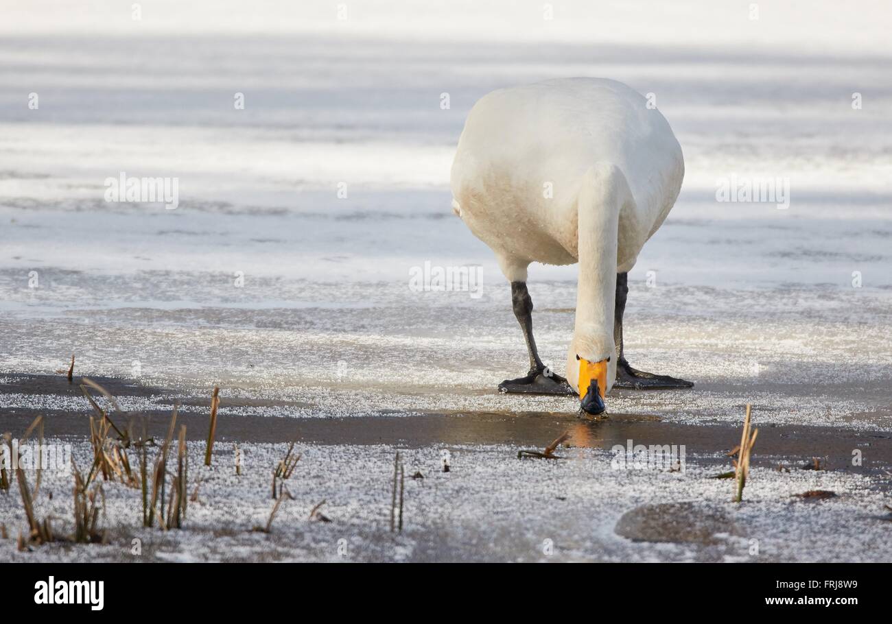 Whooper swan (Cygnus Cycnus) standing and drinking water on the edge of the ice of a frozen lake in Finland in winter. Beautiful Stock Photo