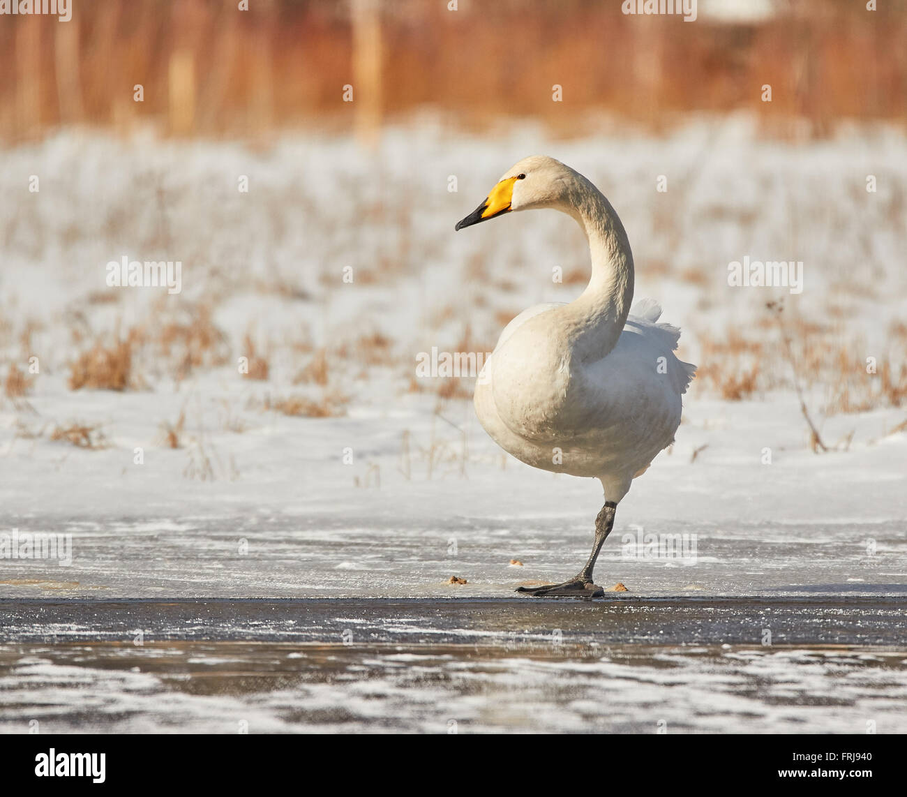 Swan standing on one leg hi-res stock photography and images - Alamy