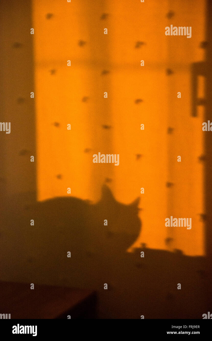Cat behind curtain at night Stock Photo Alamy