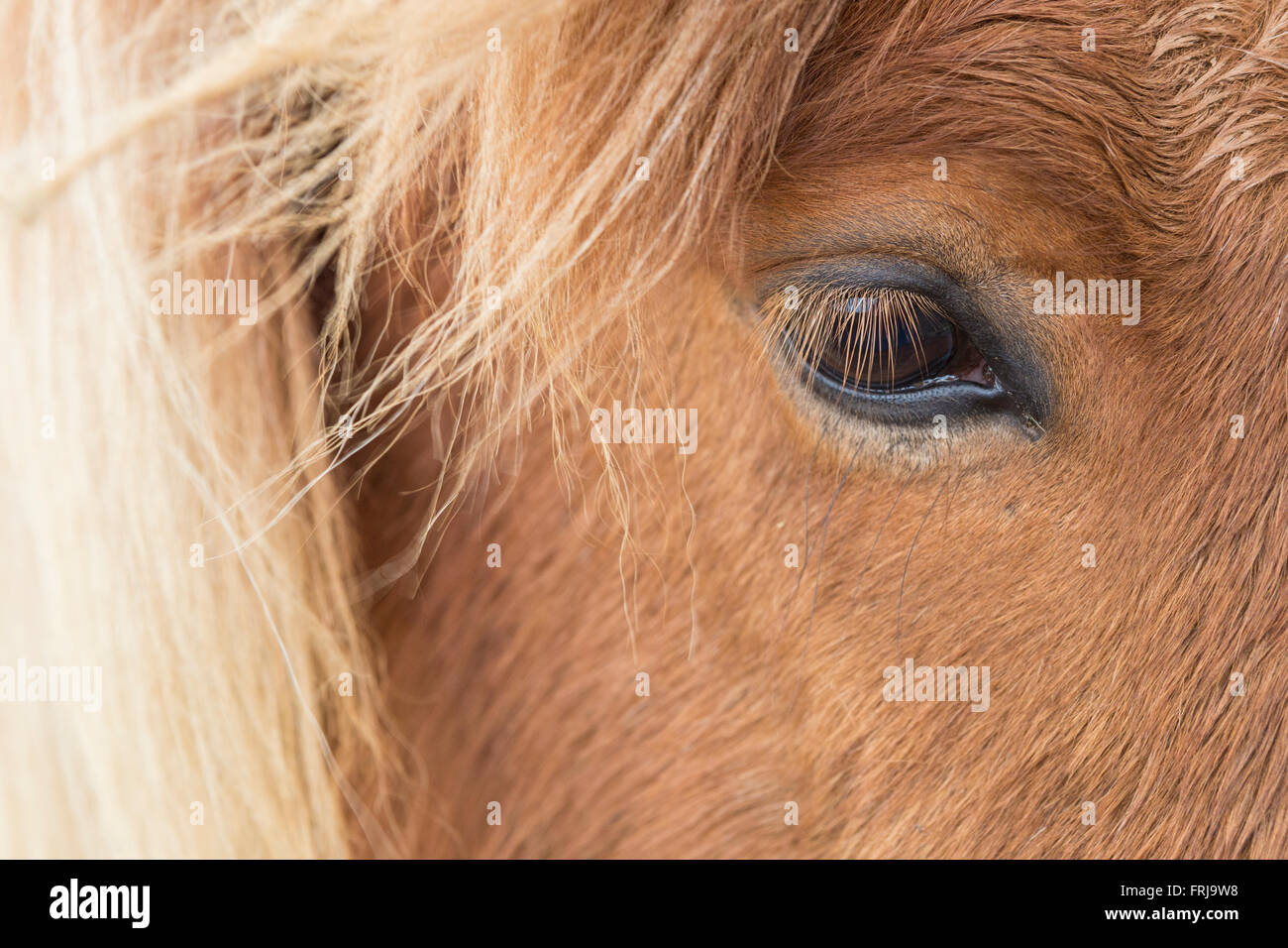 The Icelandic Horses are renowned for their long manes that usually covers their entire face. Sometimes the wind blows to reveal Stock Photo