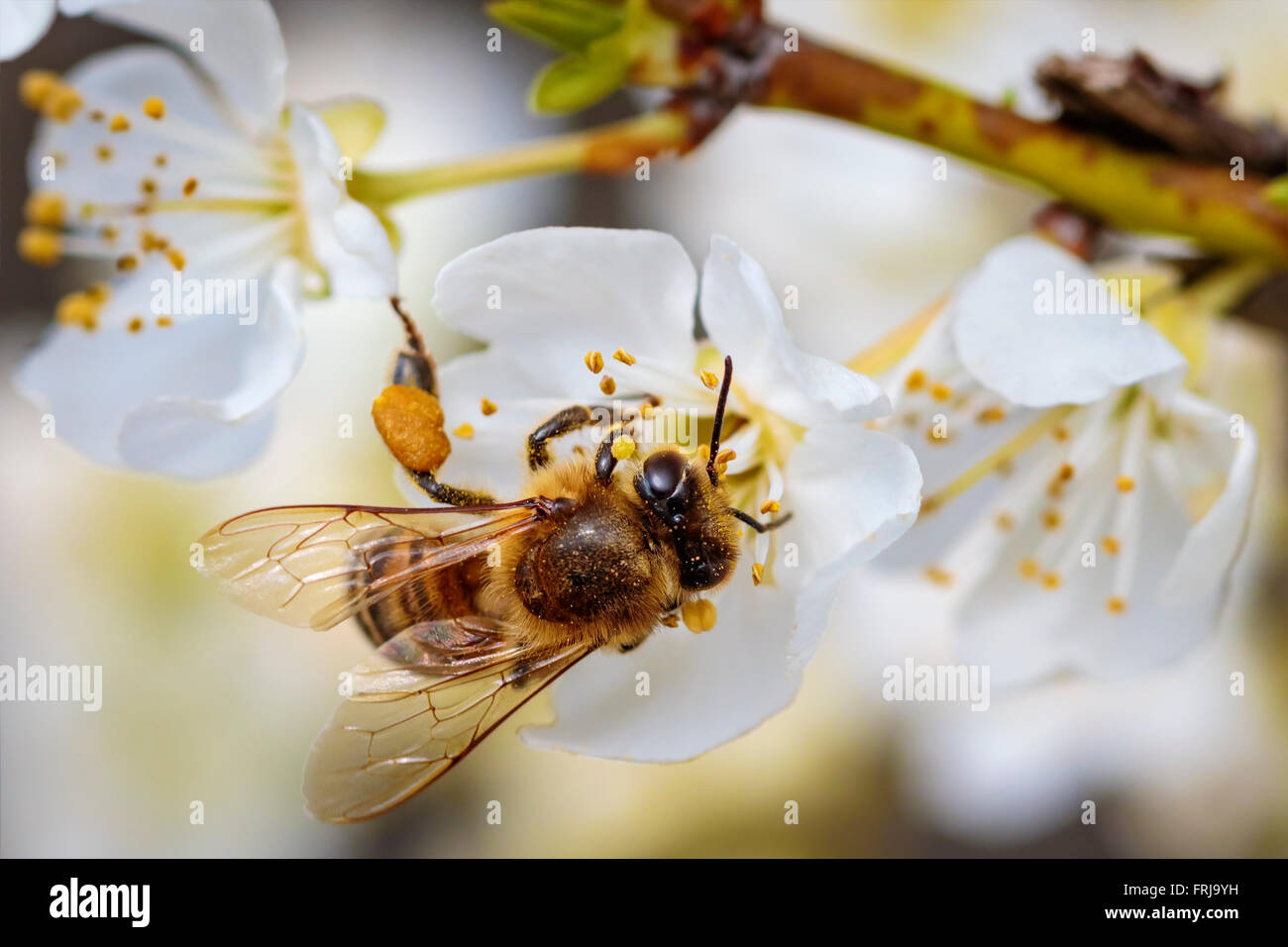 Bee on a spring flower collecting pollen and nectar Stock Photo