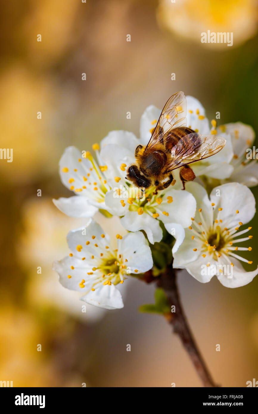 Bee on a spring flower collecting pollen and nectar Stock Photo
