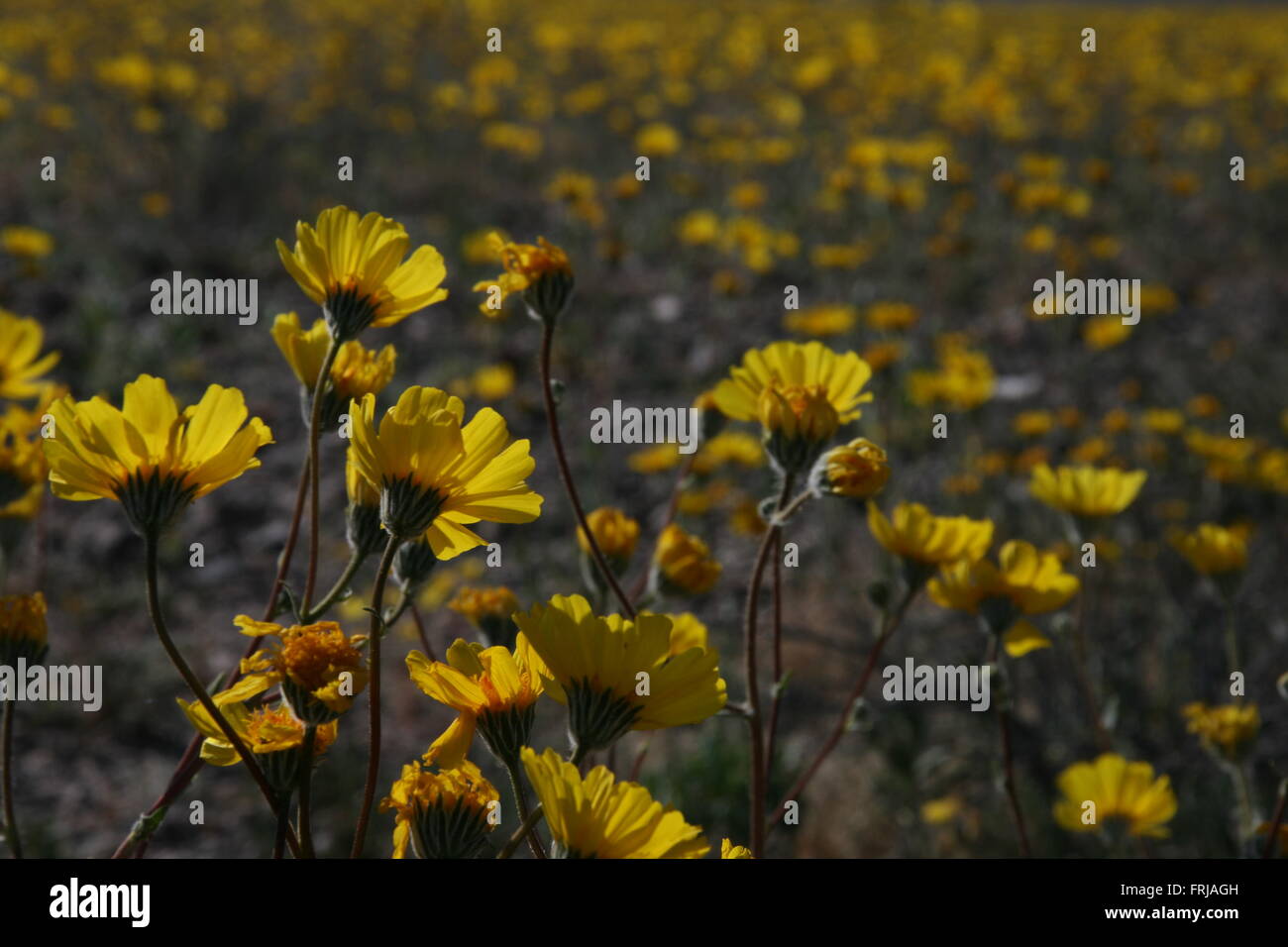 Rare Super Bloom 2016 Death Valley National Park Stock Photo - Alamy