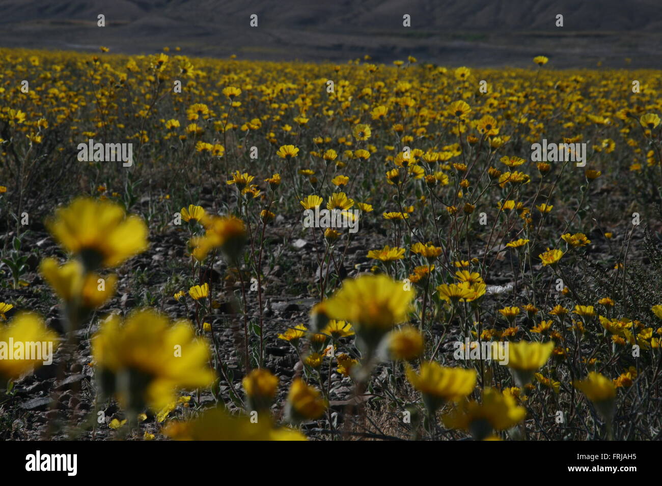 Rare Super Bloom 2016 Death Valley National Park Stock Photo - Alamy