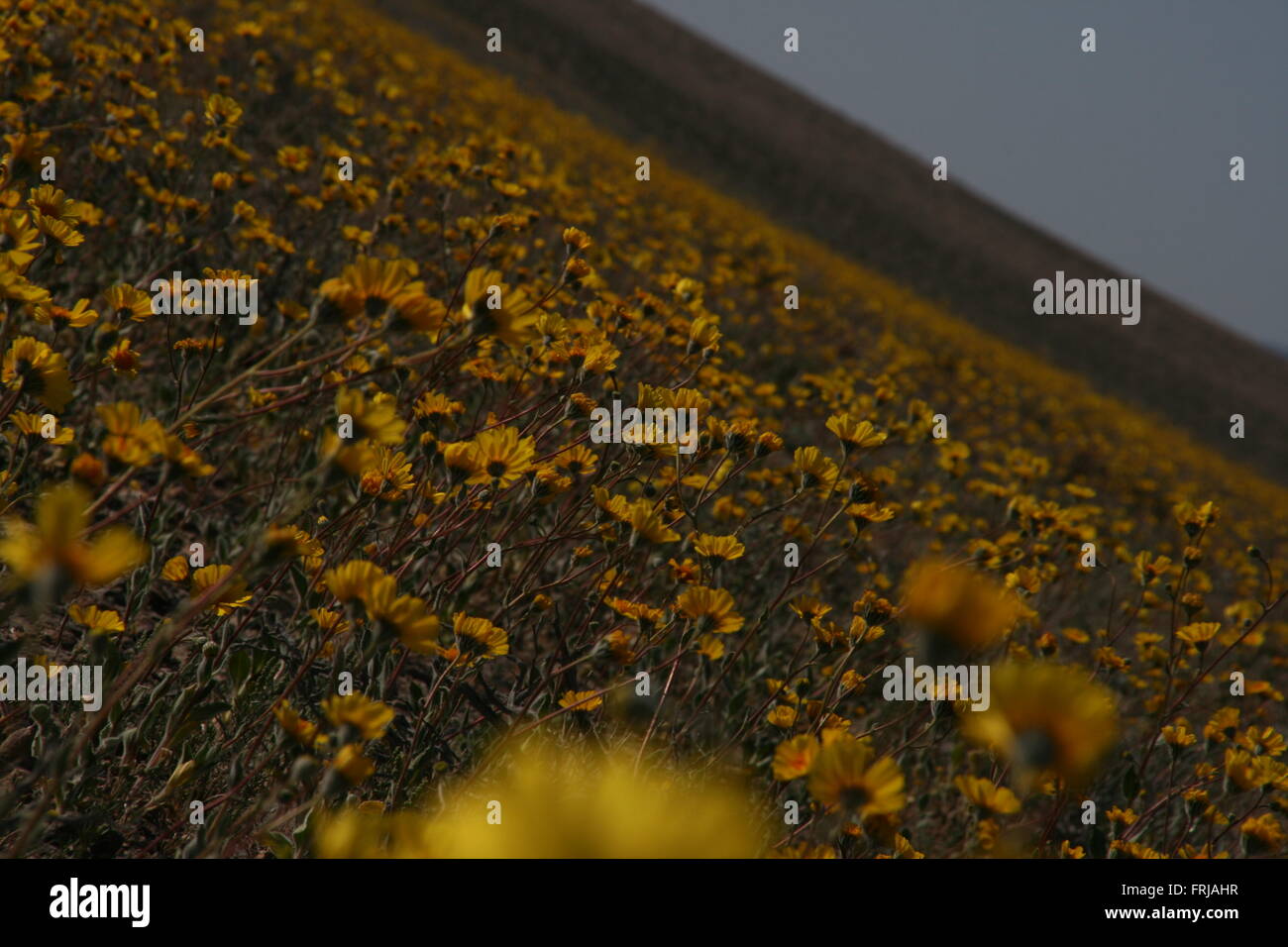 Rare Super Bloom 2016 Death Valley National Park Stock Photo - Alamy