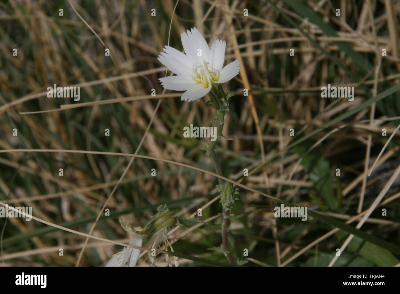 Rare Super Bloom 2016 Death Valley National Park Stock Photo - Alamy