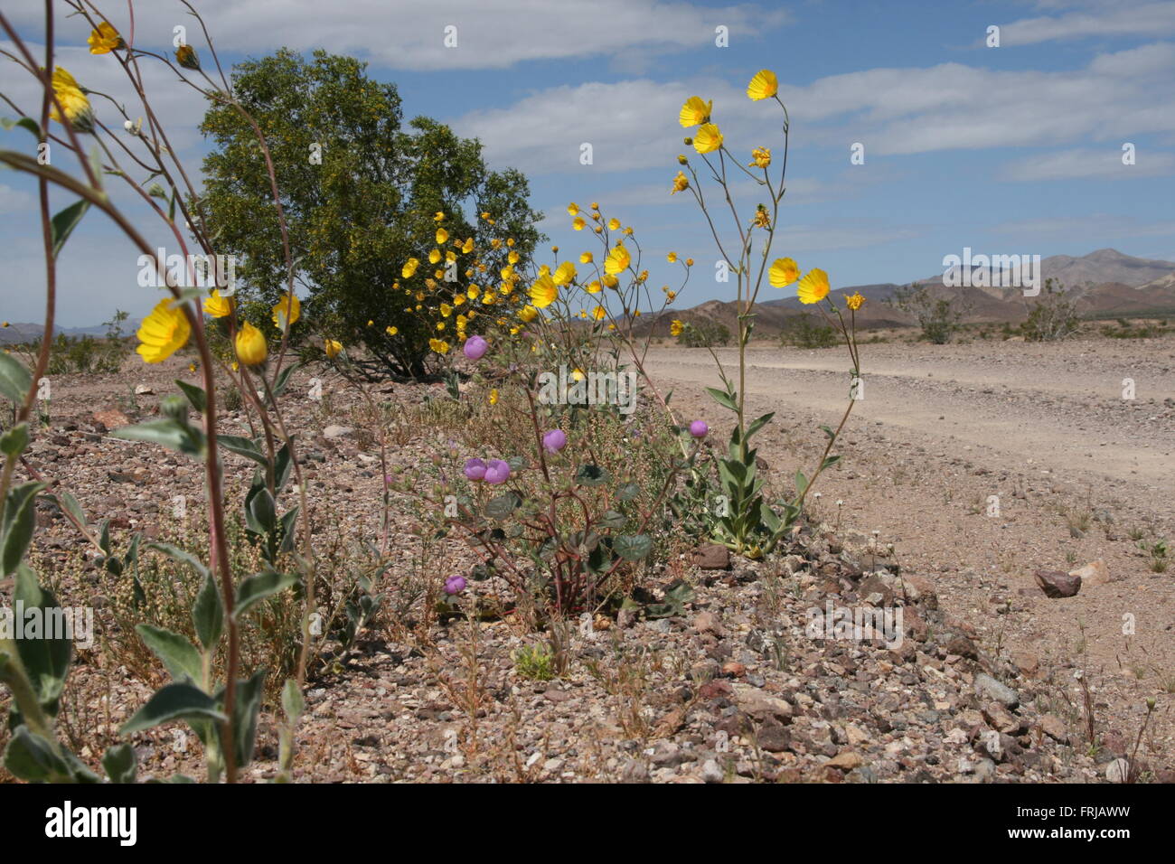 Rare Wild Flower Super Bloom Death Valley 2016 Stock Photo Alamy