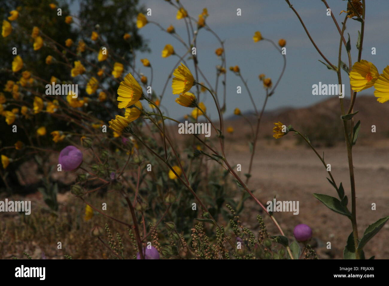 Rare Wild Flower Super Bloom Death Valley 2016 Stock Photo