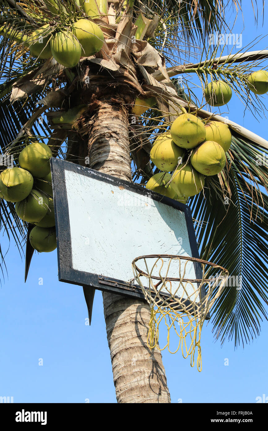 basketball basket on coconut palm tree Stock Photo
