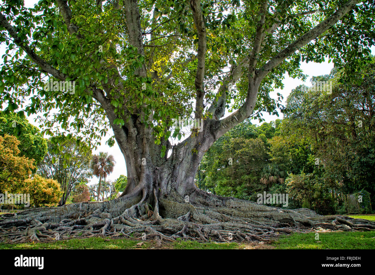 A large heathy example of the Mysore Fig Tree also known as  Ficus Mysorensis  located in Ft Myers Florida Stock Photo