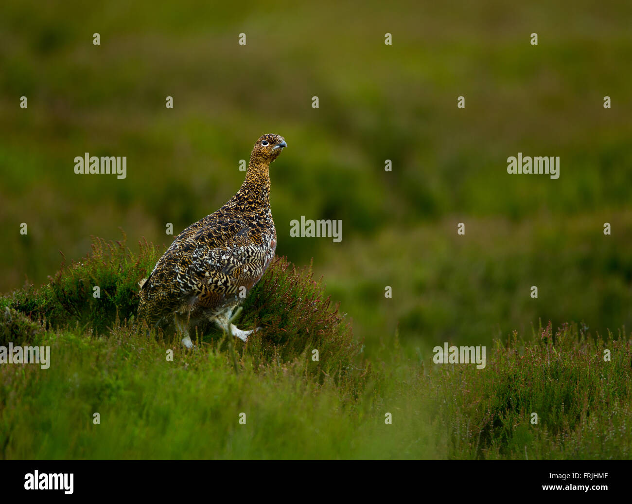 Female Red Grouse (Lagopus  scotica) Stock Photo