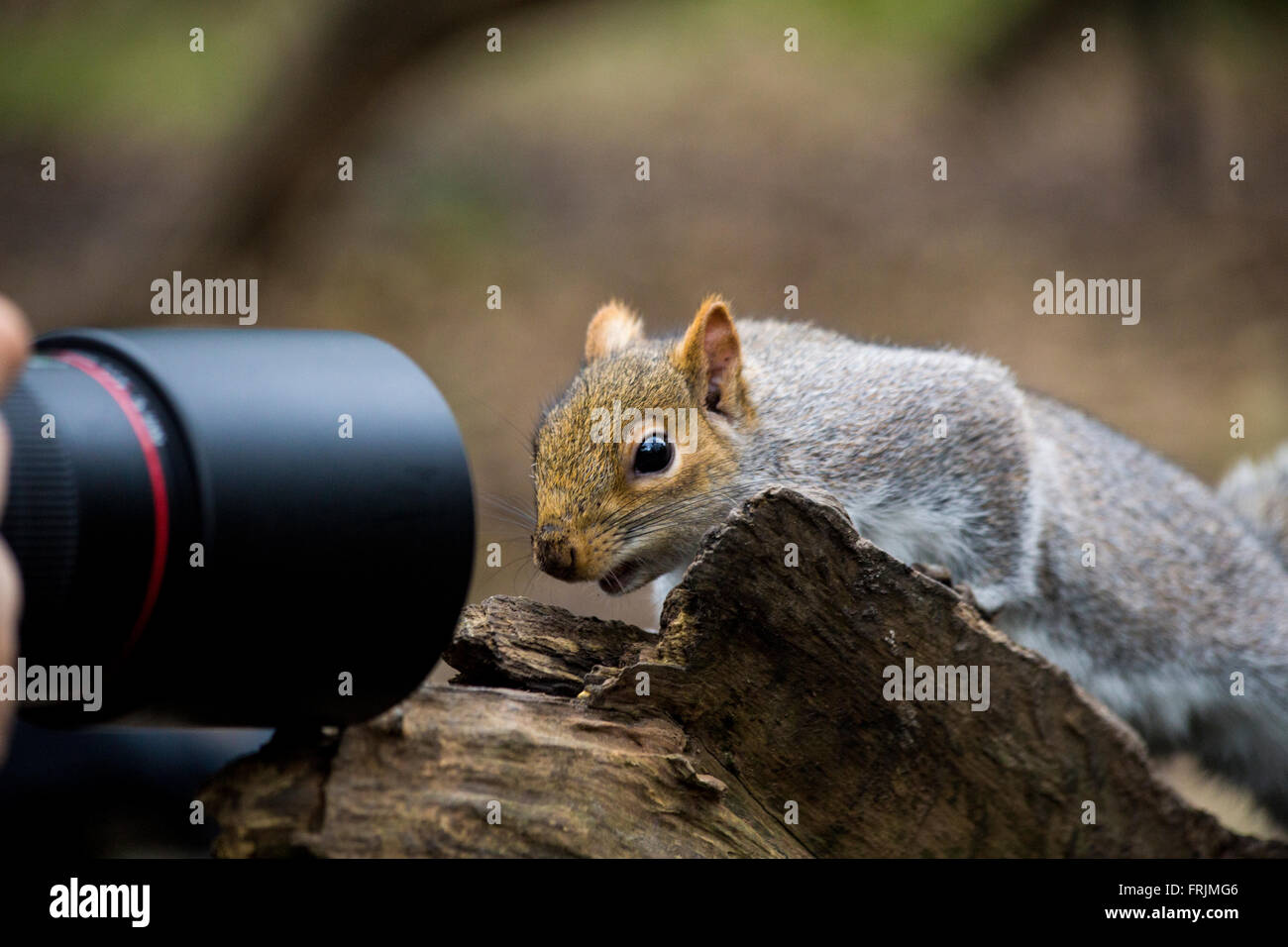 Funny squirrel looking camera hires stock photography and images Alamy