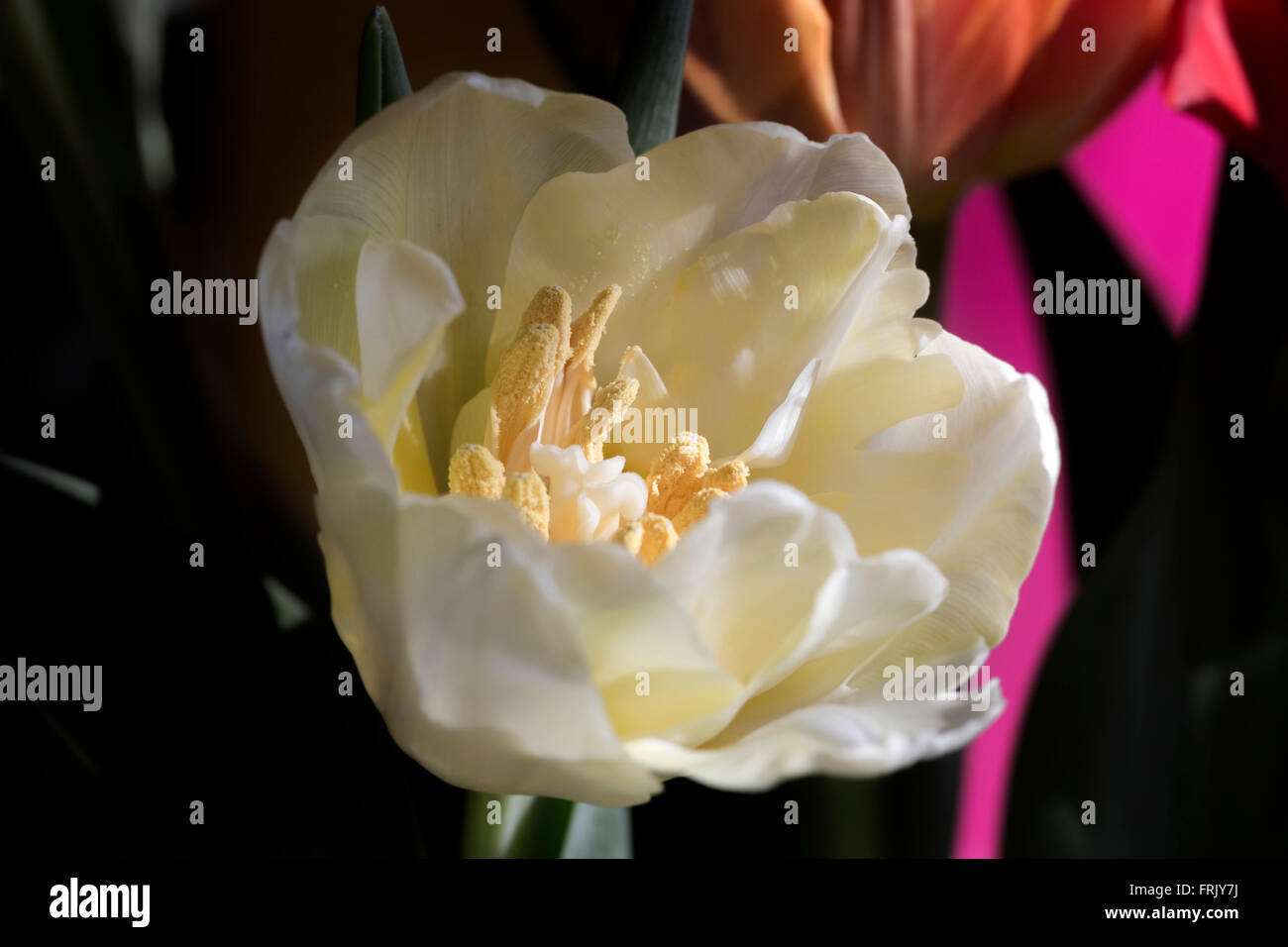 Best tulip hi-res stock photography and images - Alamy