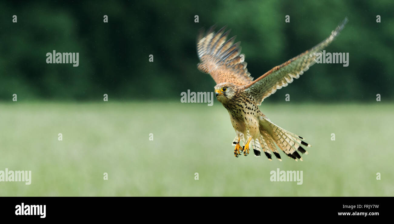 Kestrel (Falco tinnunculus) Stock Photo