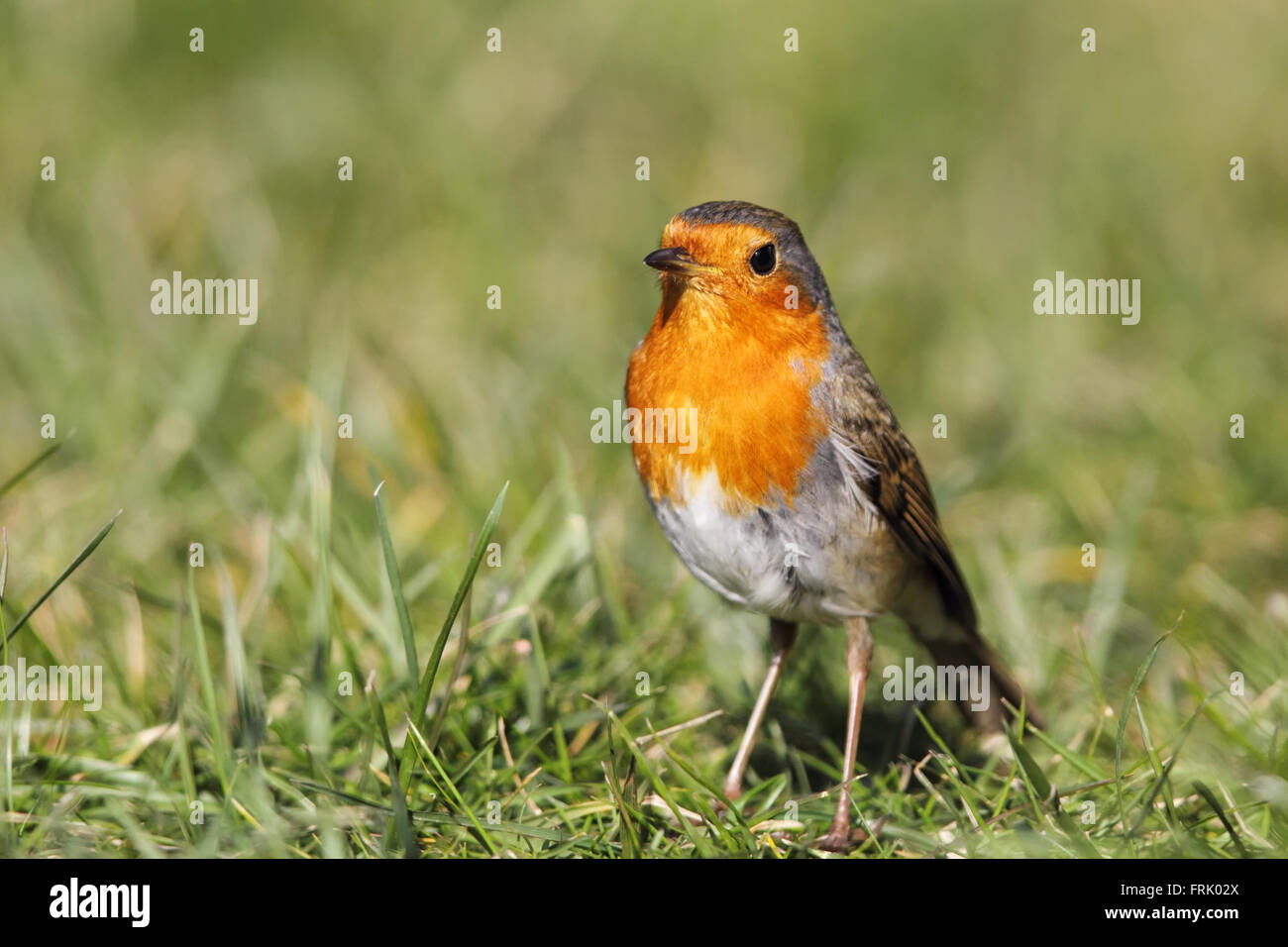 European Robin (Erithacus rubecula) sitting on the lawn in the garden. Stock Photo