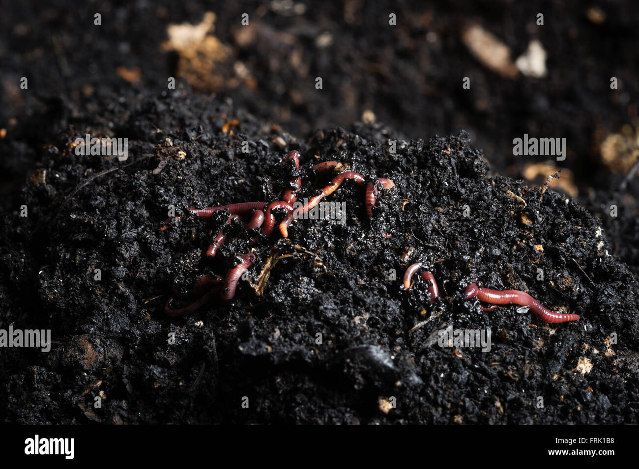 worm; red; macro; garden; slimy; earthworm; californian; worm; red; macro; garden; slimy; earthworm; californian; vermiculture; Stock Photo