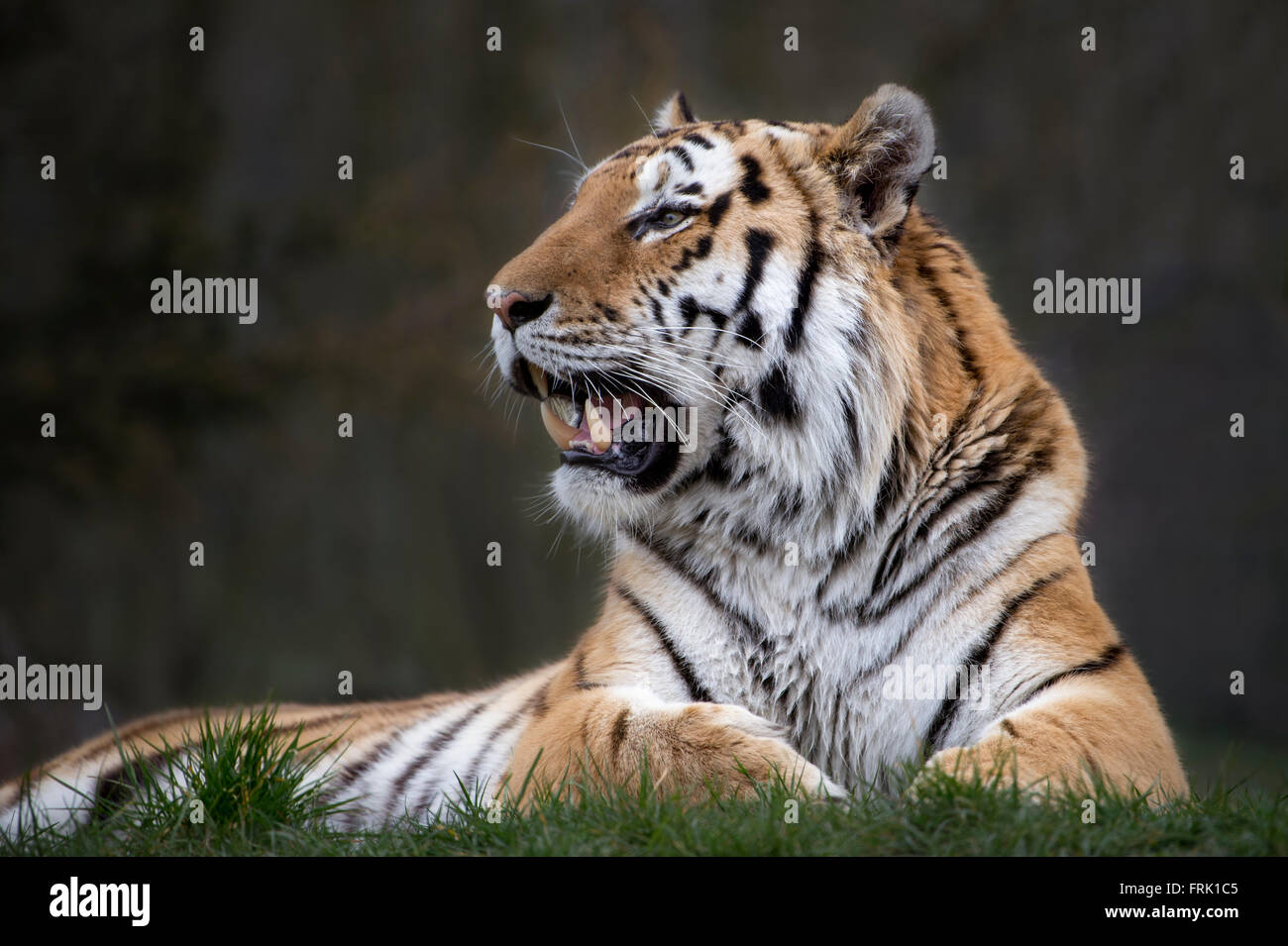 Male Amur (Siberian) tiger Stock Photo