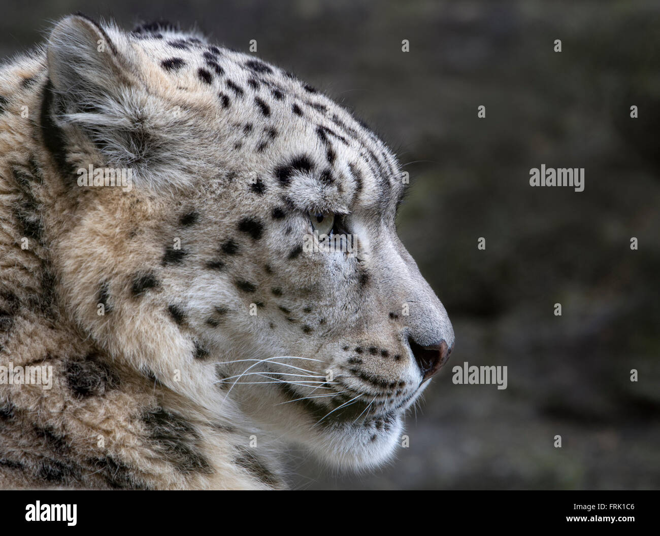 Female snow leopard (profile) Stock Photo