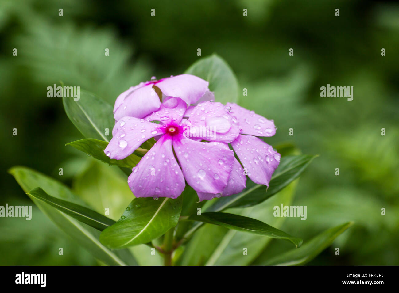 Droplet on pink periwinkle flower against a natural background,Catharanthus roseus G. Don. Stock Photo