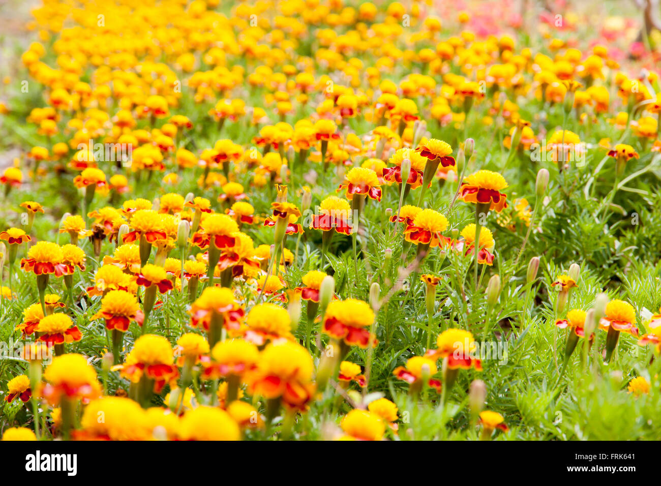 Marigold yellow color in many flowers plant. selective focus Stock Photo