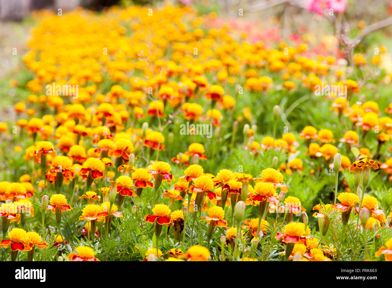 Marigold yellow color in many flowers plant. selective focus Stock Photo