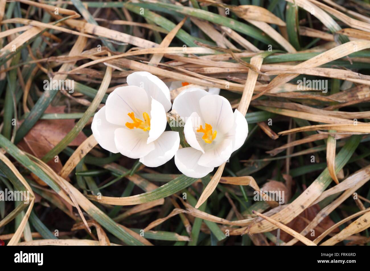First crocus bulb flower emerging through the ground in early spring Stock Photo