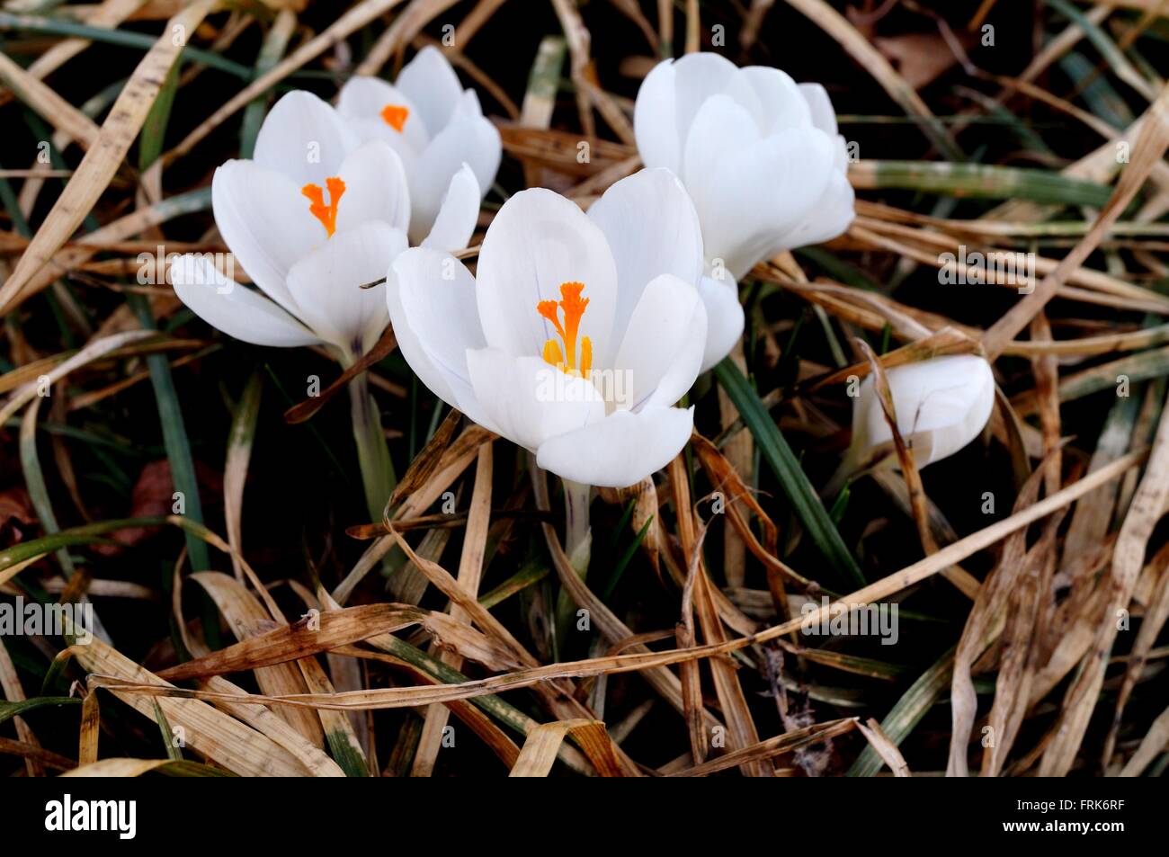 First crocus bulb flower emerging through the ground in early spring Stock Photo