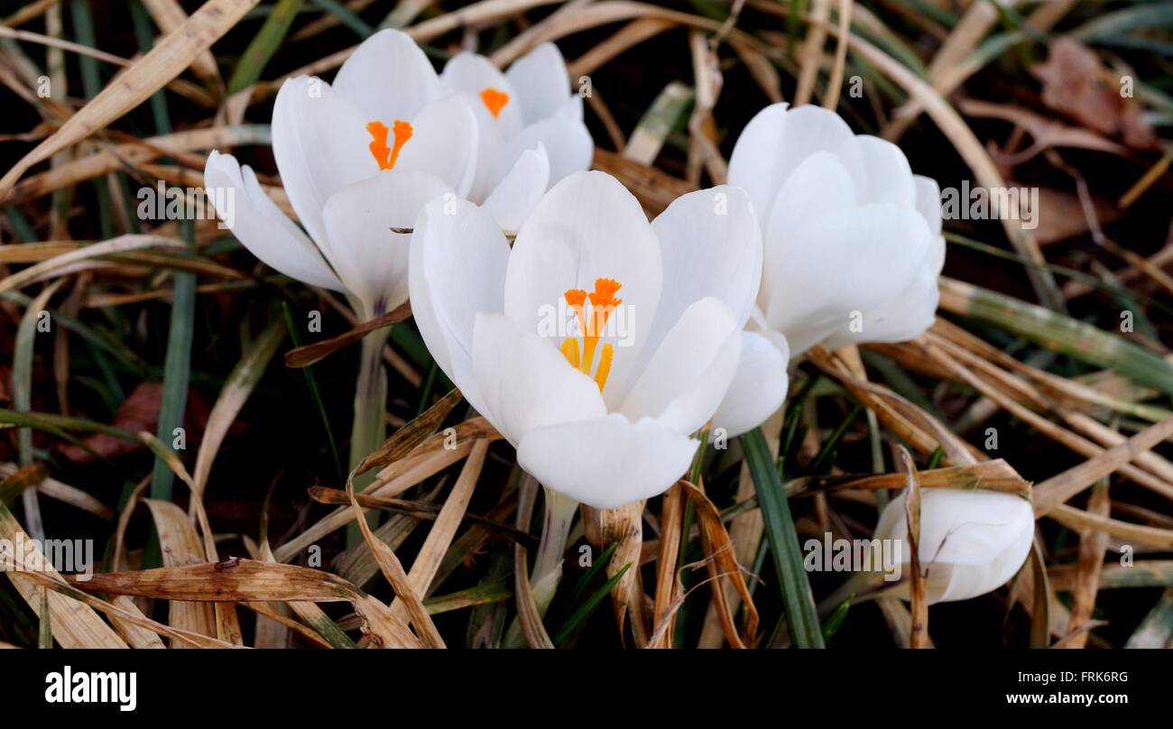 First crocus bulb flower emerging through the ground in early spring Stock Photo